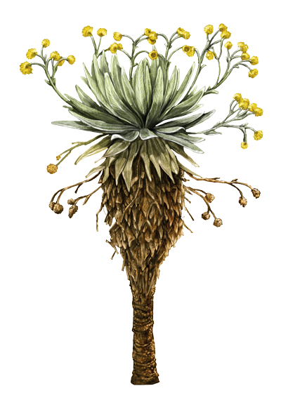 Frailejon
